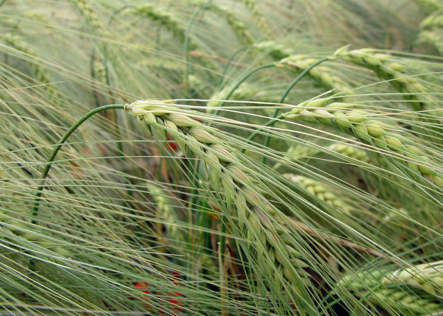 寒潮来袭，农业气象站如何保护冬小麦？